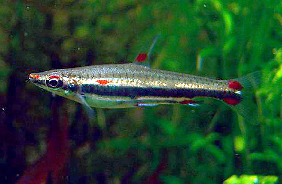 Nannostomus