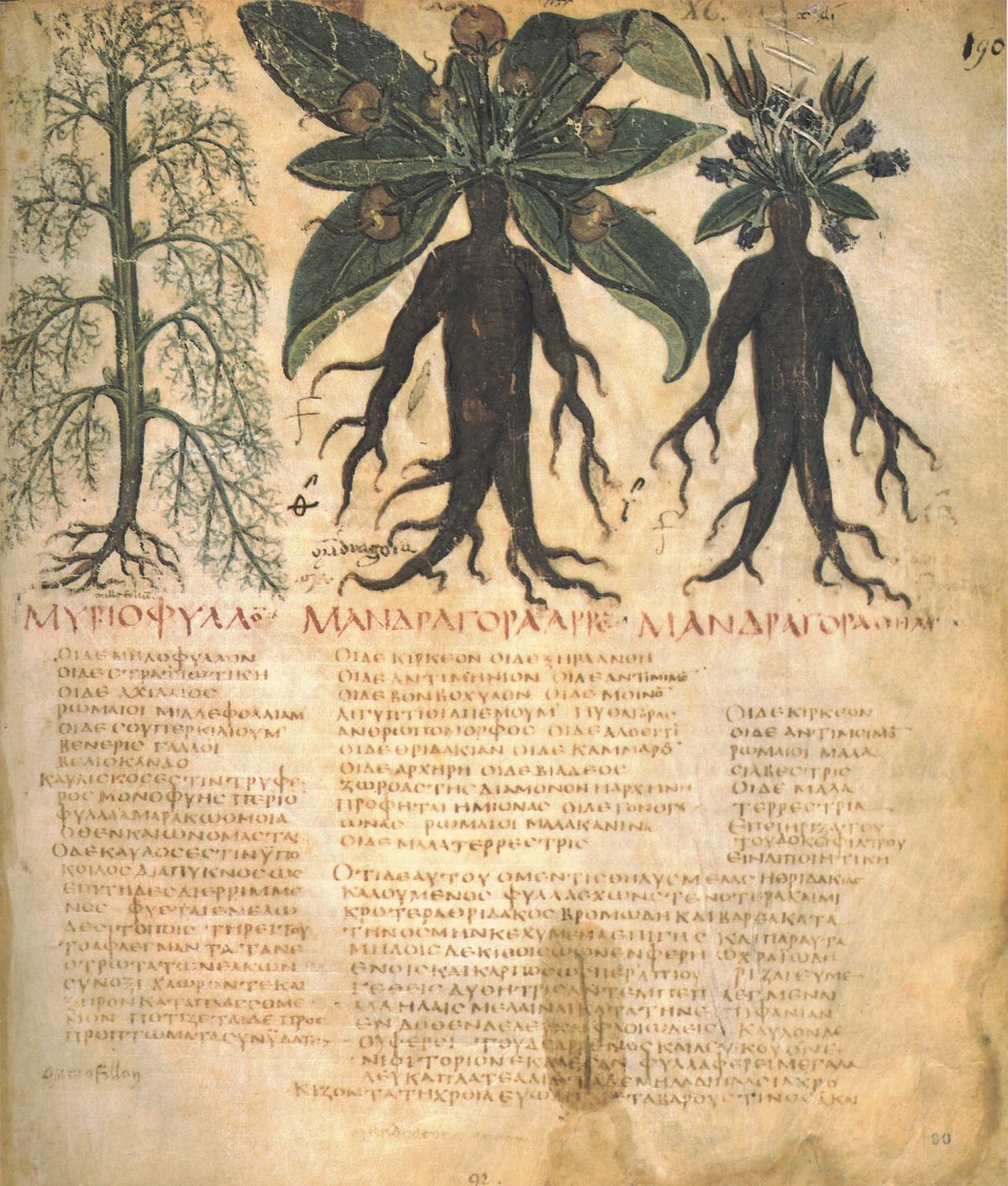 Mandragora