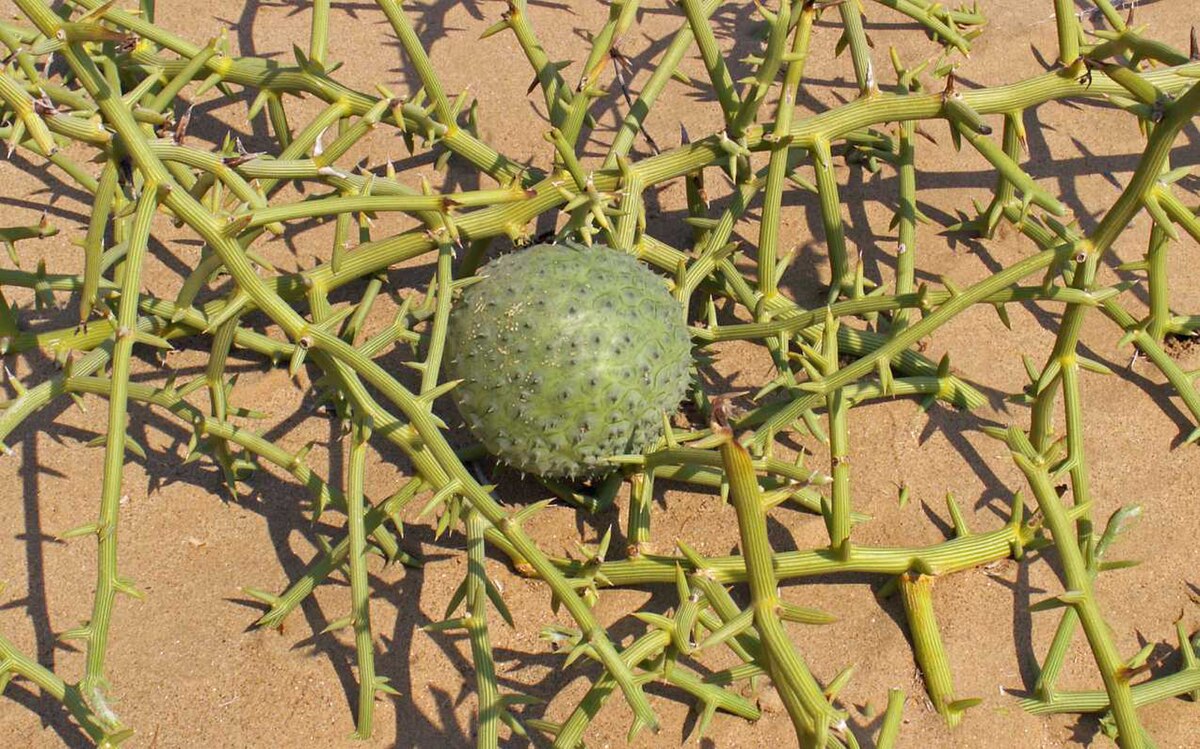 Acanthosicyos horridus