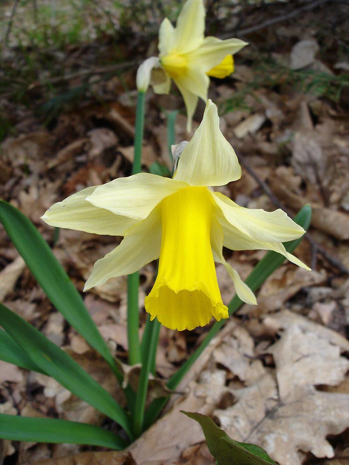 Narcisse jaune