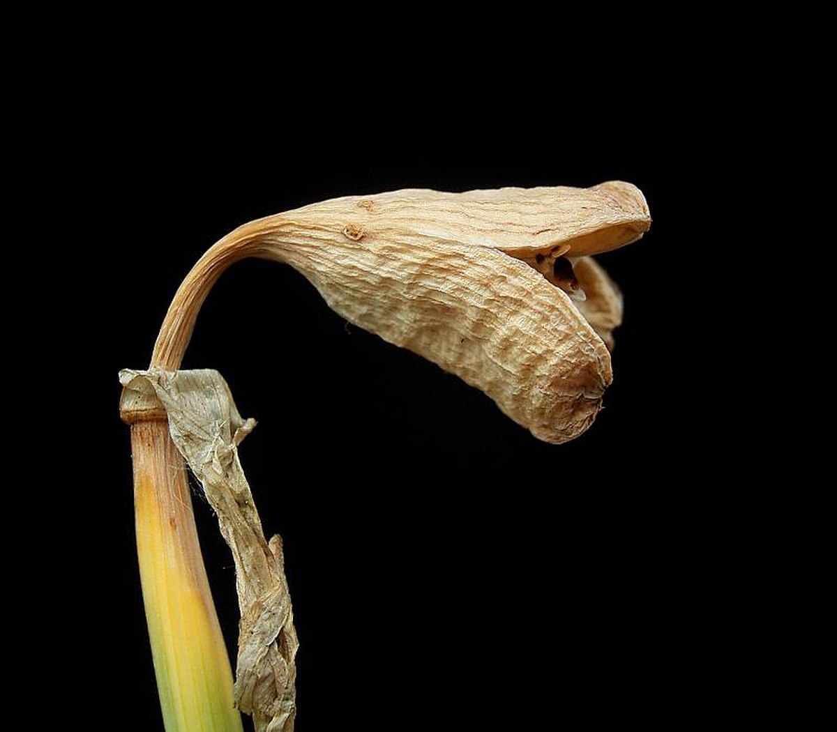 Narcissus pseudonarcissus3 ies.jpg