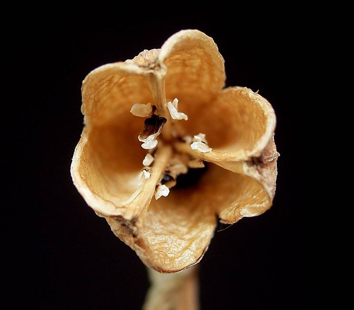 Narcissus pseudonarcissus4 ies.jpg