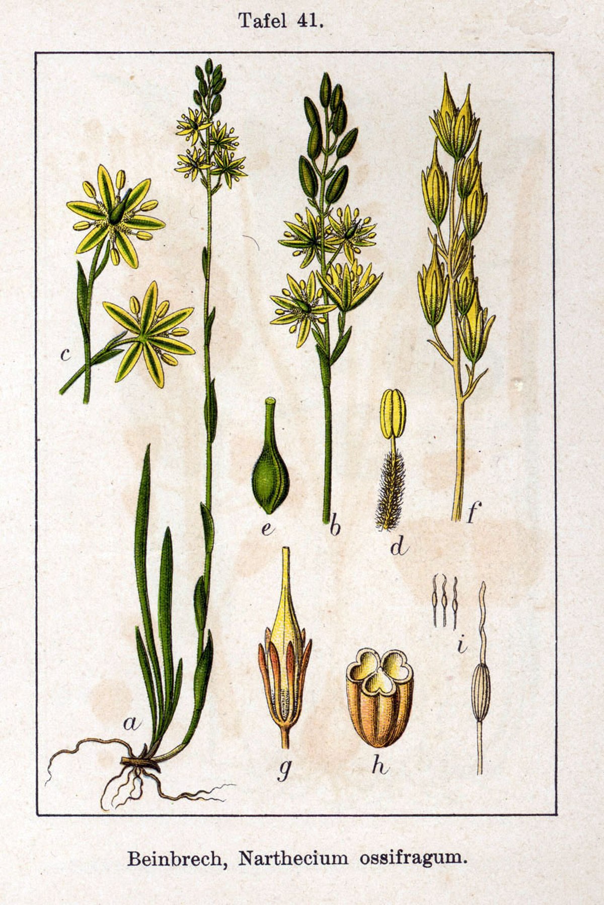 Nartheciaceae