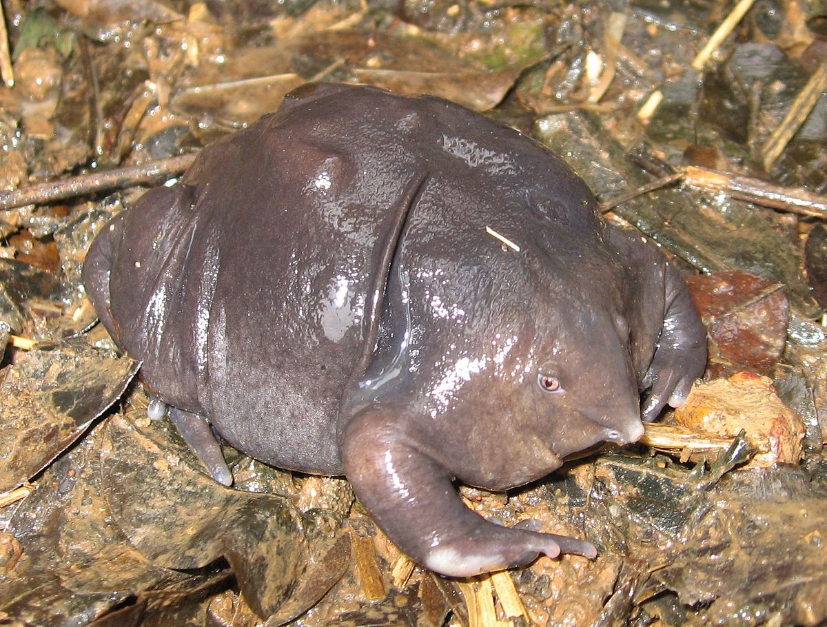 Nasikabatrachus sahyadrensis