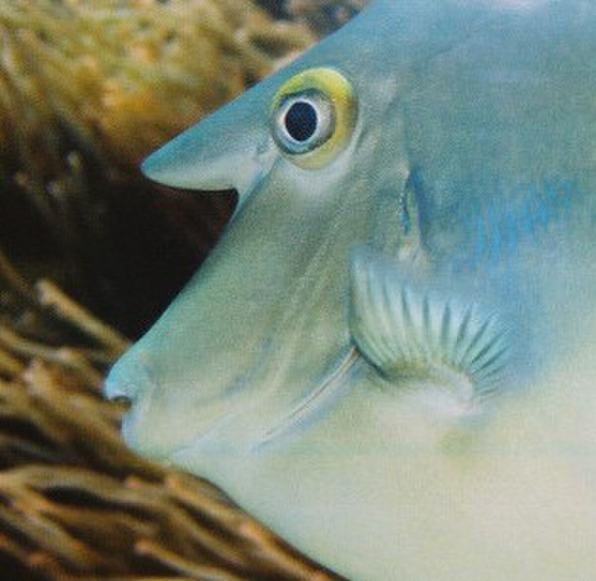 Naso (poisson)