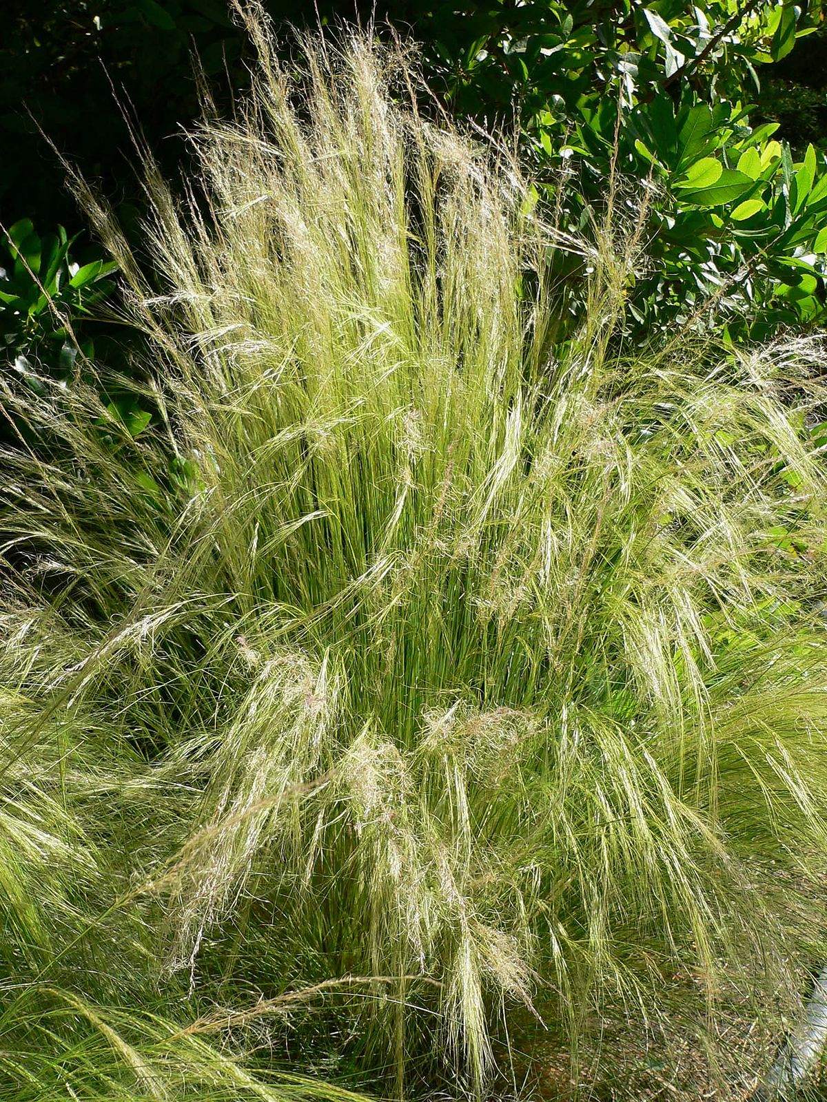 Nassella