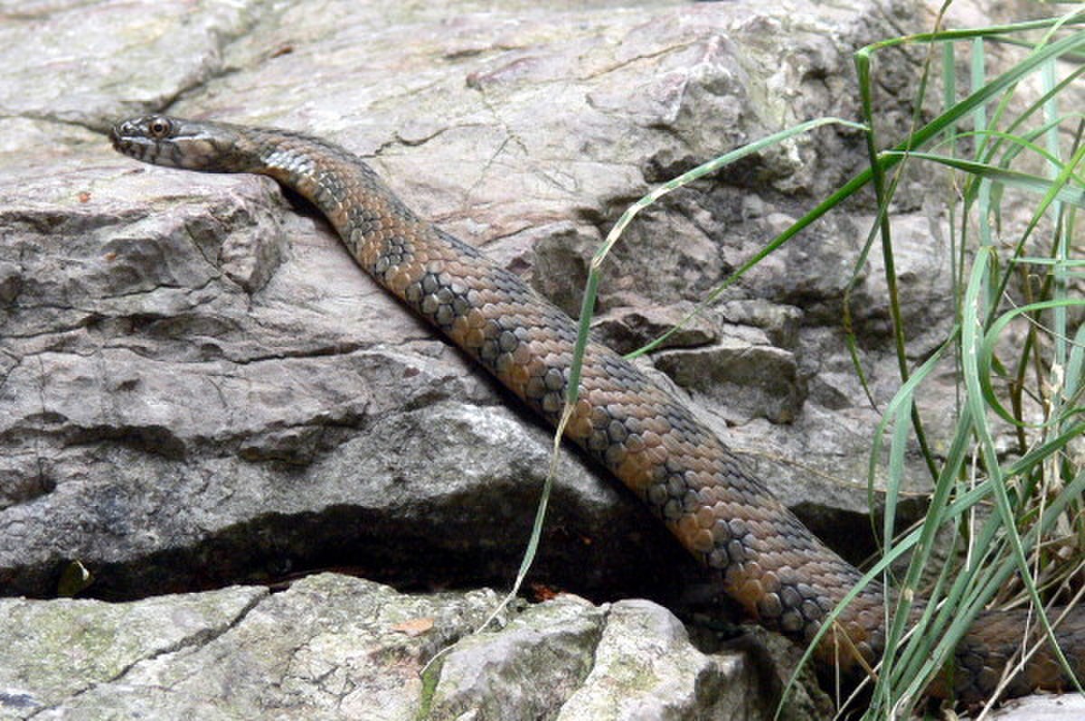 Natrix maura