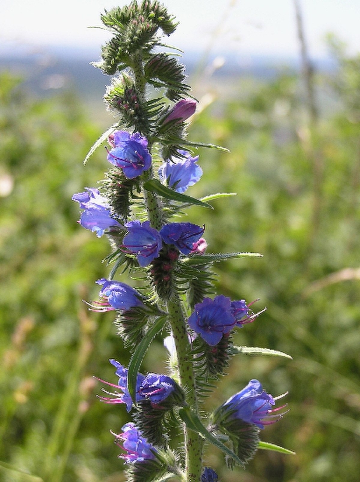 Echium