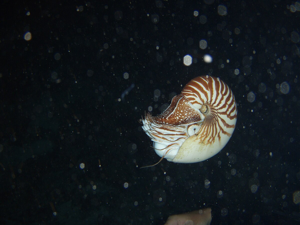 Nautilus macromphalus