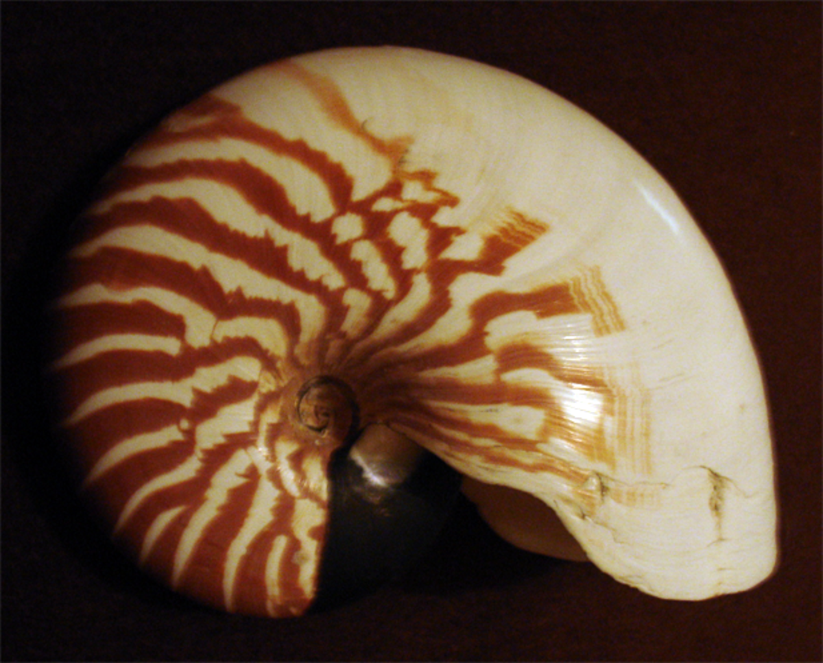 Coquille (mollusque)