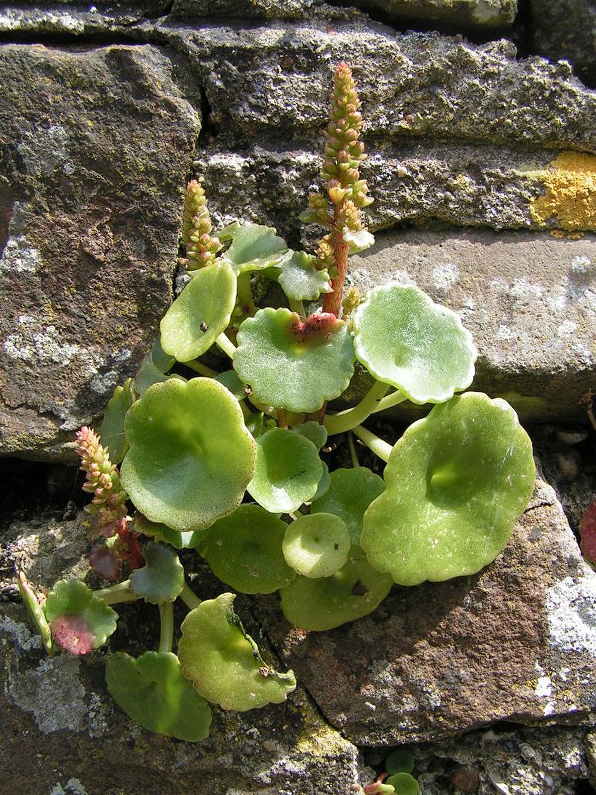 Umbilicus