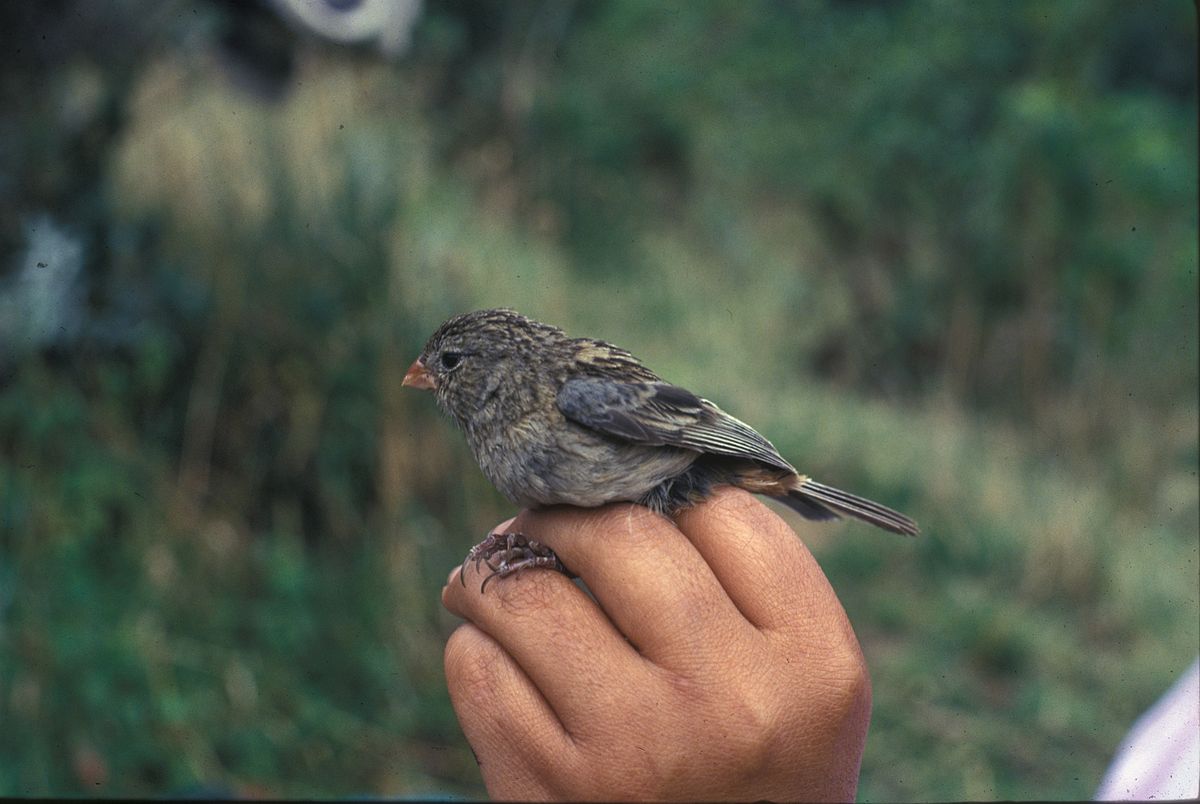 Catamenia (genre)