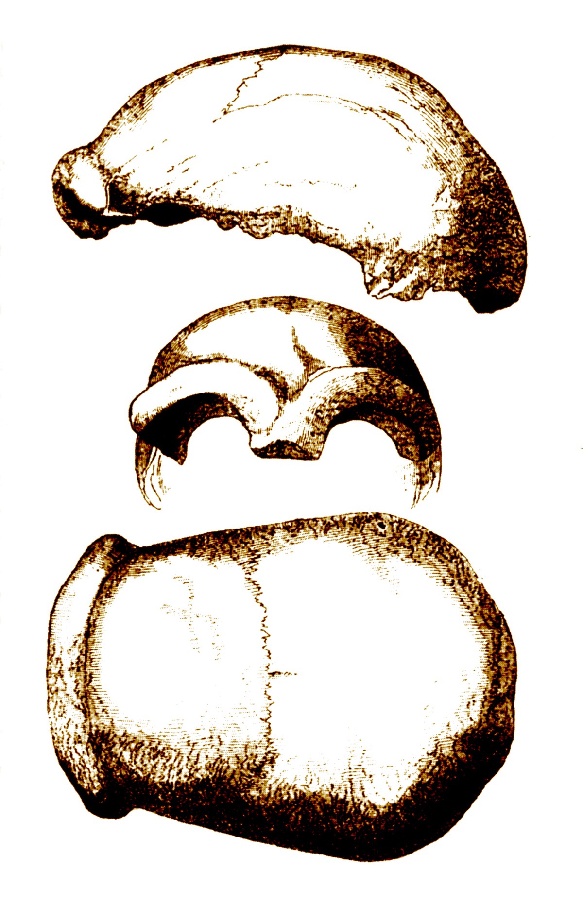 Neandertal 1856.jpg