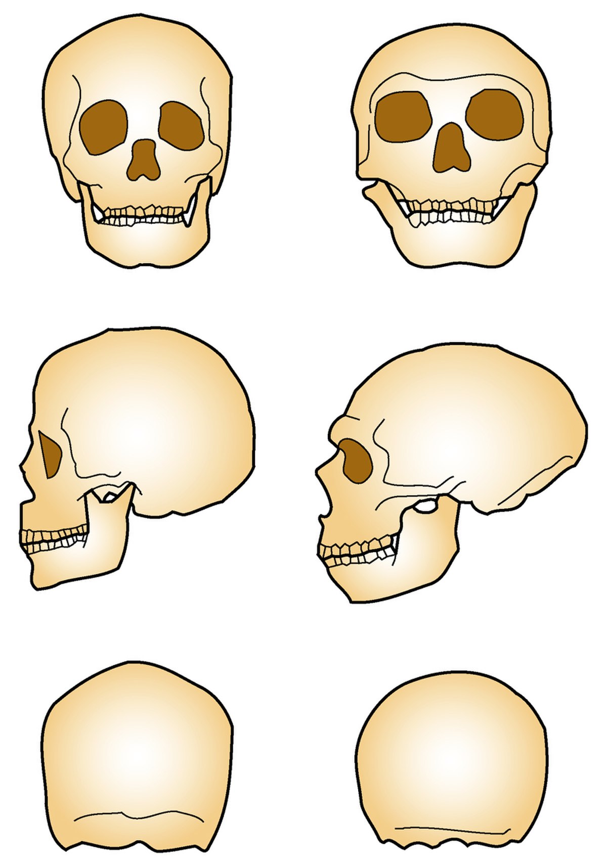 Comparaison des crânes d’Homo sapiens (à gauche) etd’Homo neanderthalensis (à droite)