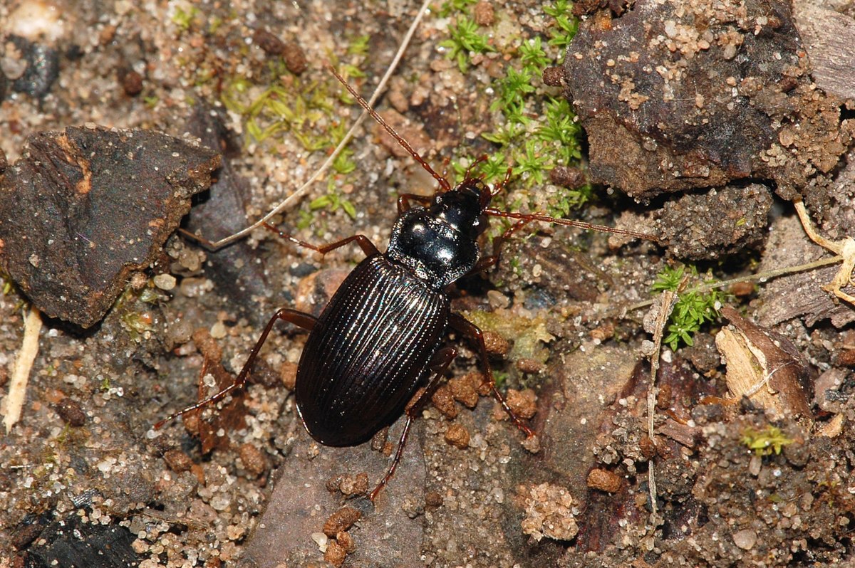 Nebria