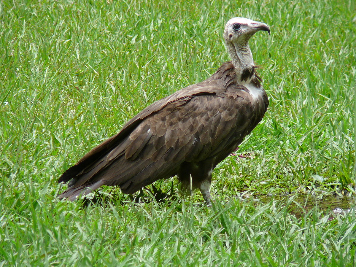 Vautour charognard
