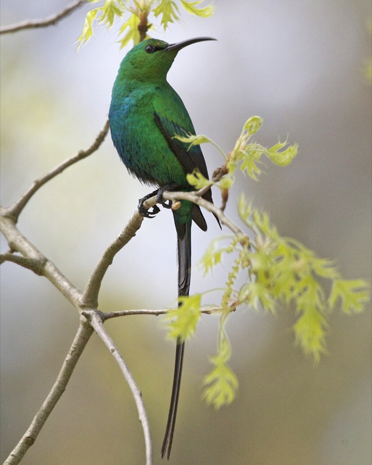 Souïmanga malachite