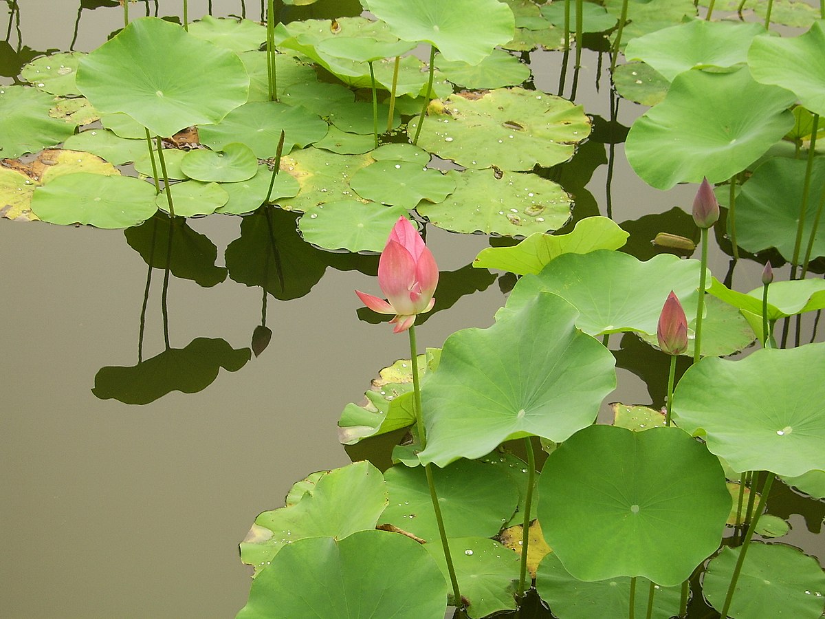 Lotus sacré