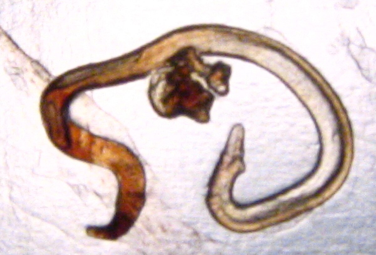 Anisakidae