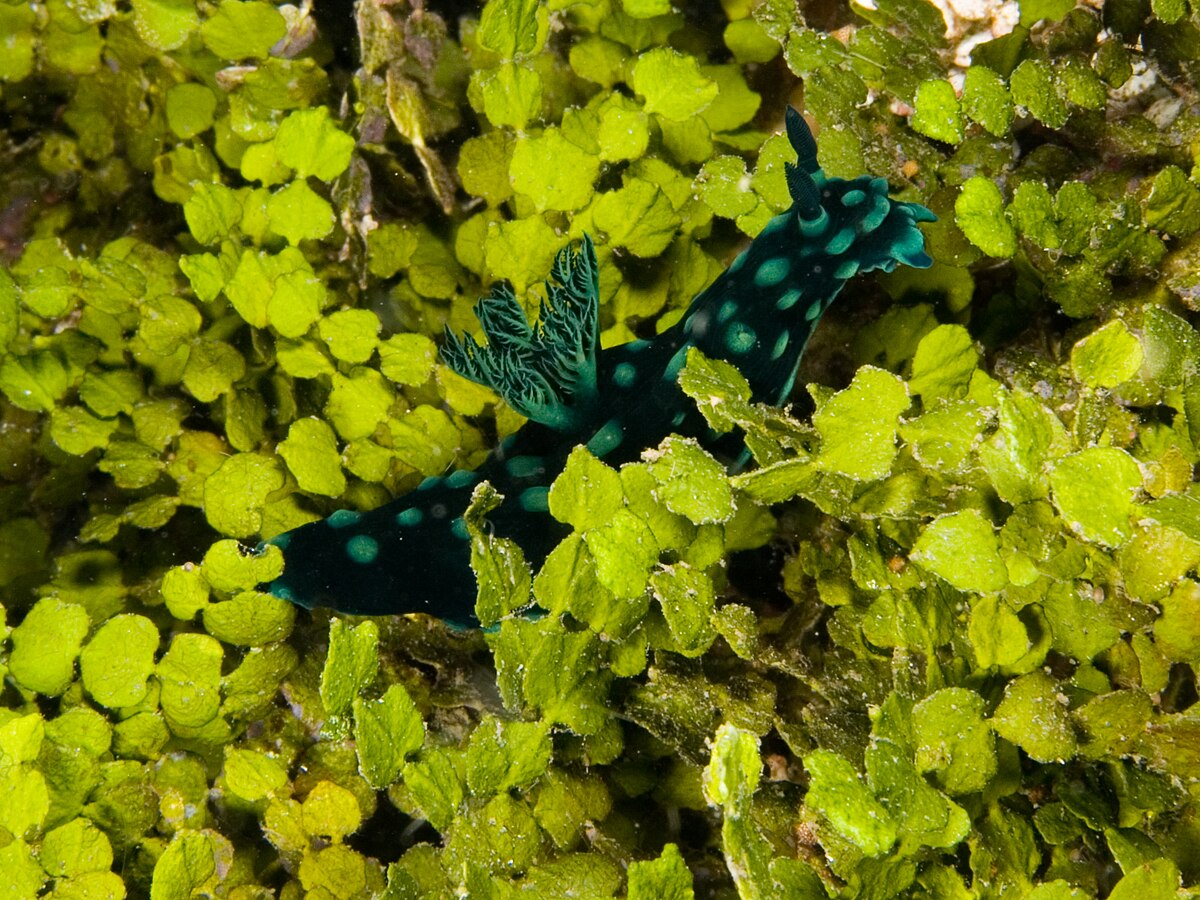 Halimeda opuntia