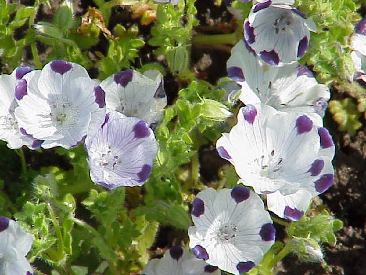 Hydrophyllaceae