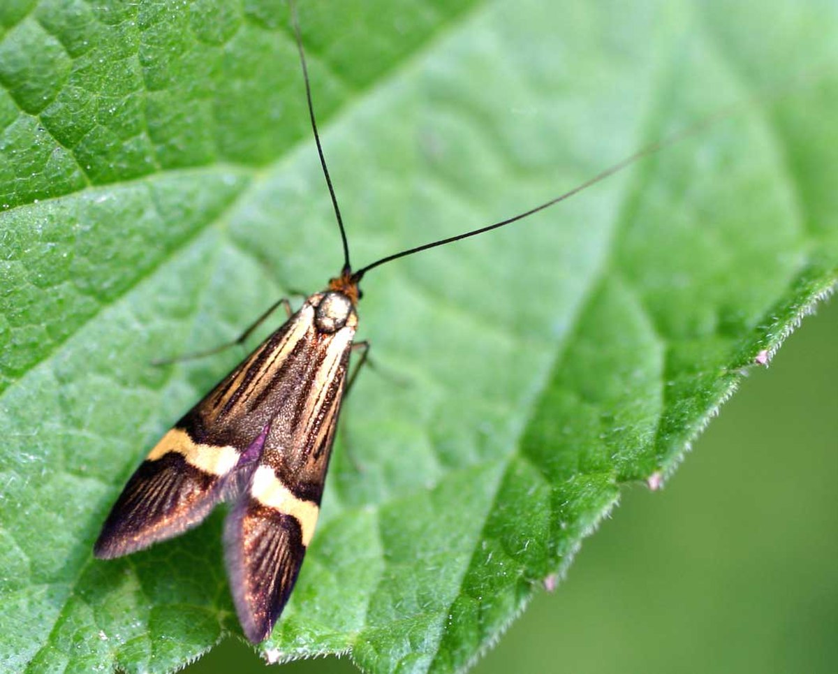 Adelidae