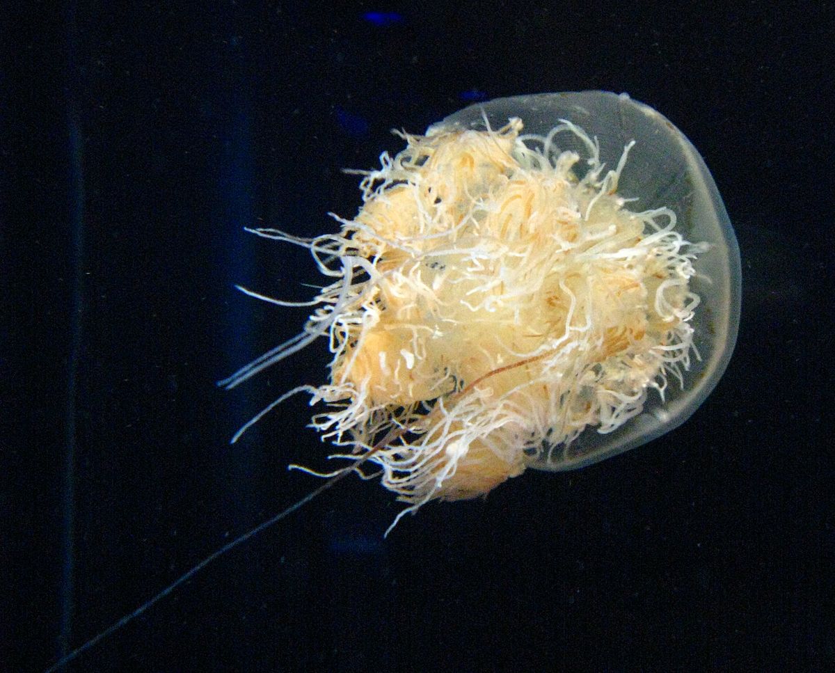 Nemopilema nomurai