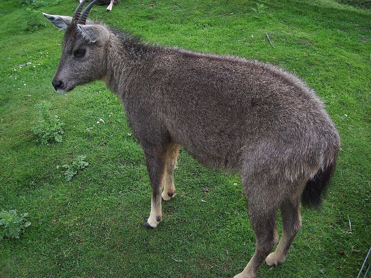 Nemorhaedus griseus