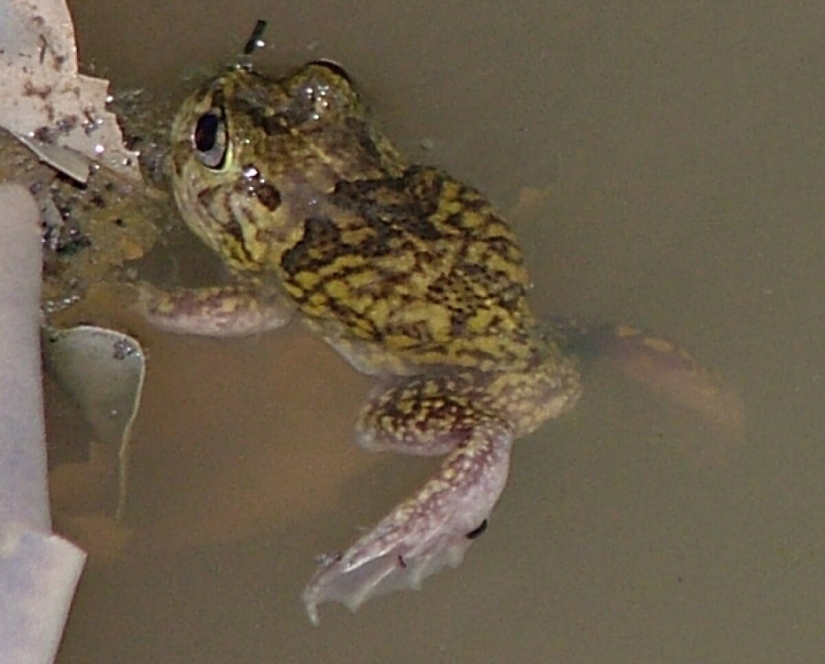 Neobatrachus