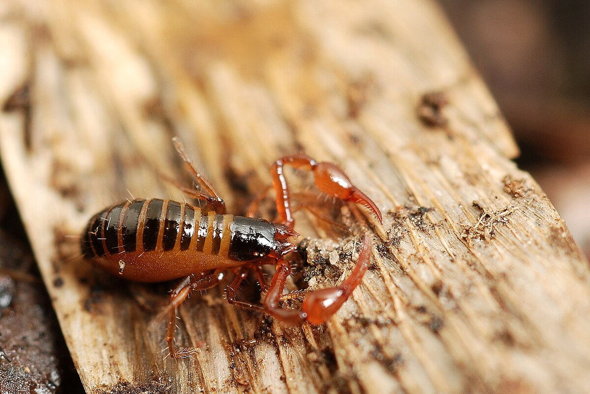 Neobisiidae