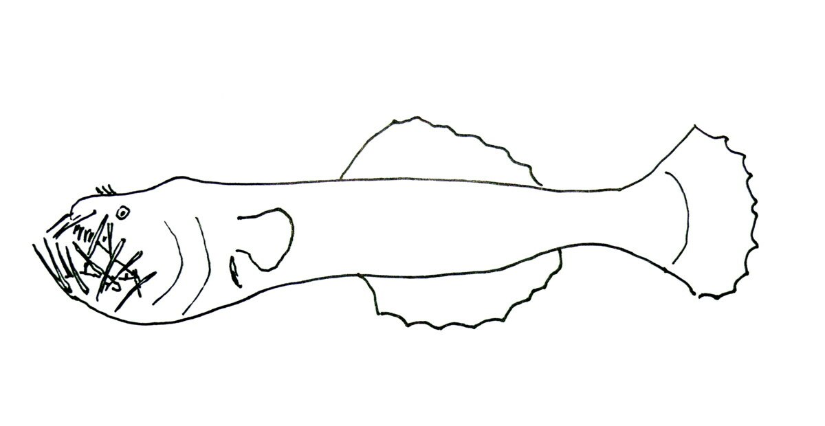 Neoceratias spinifer