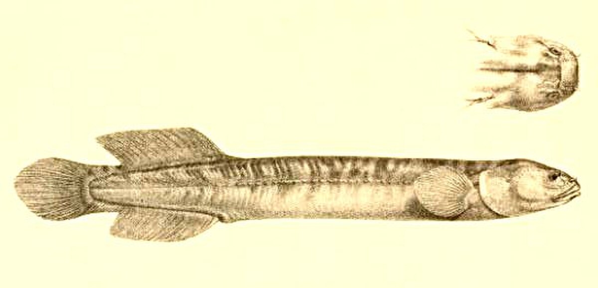 Garde-boue (poisson)