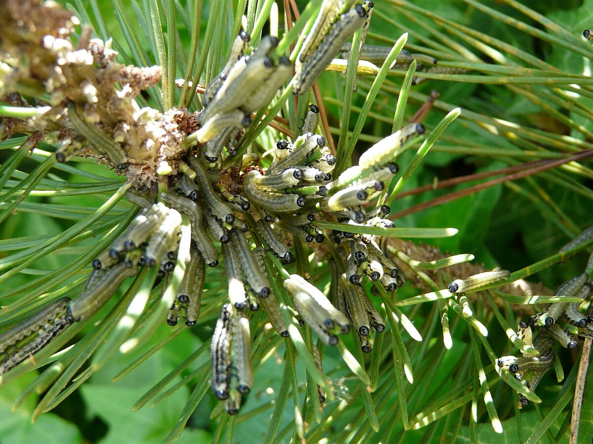 Neodiprion
