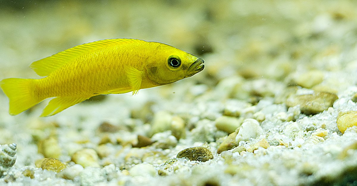 Neolamprologus leleupi