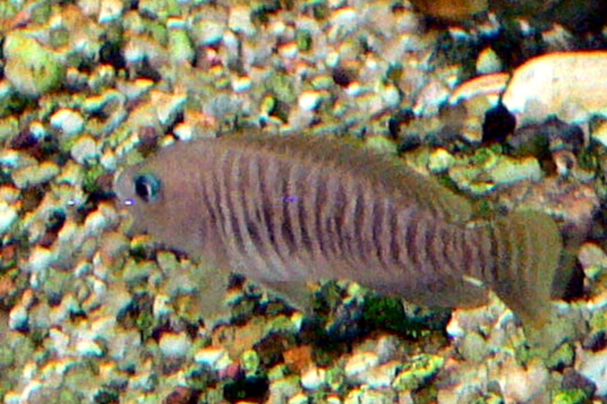 Neolamprologus multifasciatus
