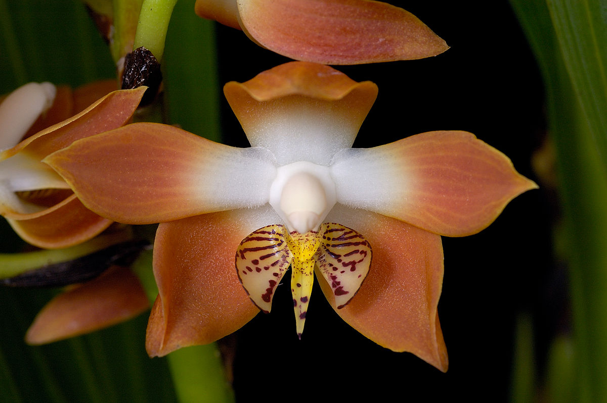 Epidendroideae