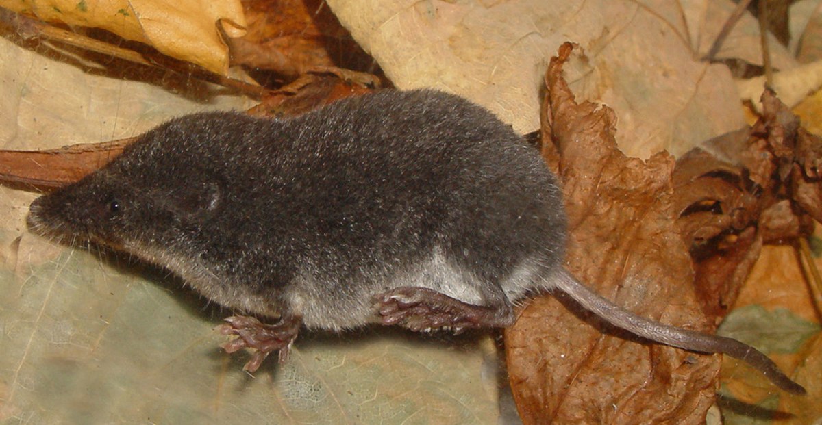 Neomys