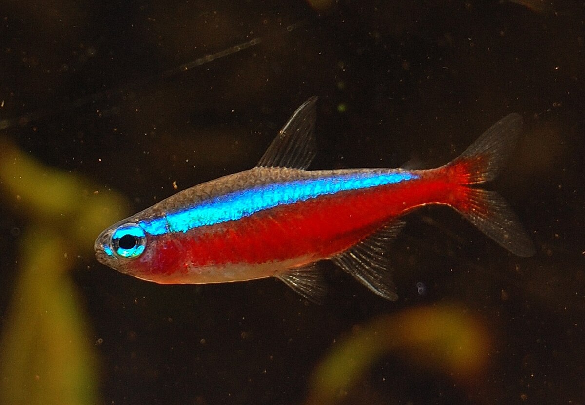 Paracheirodon axelrodi