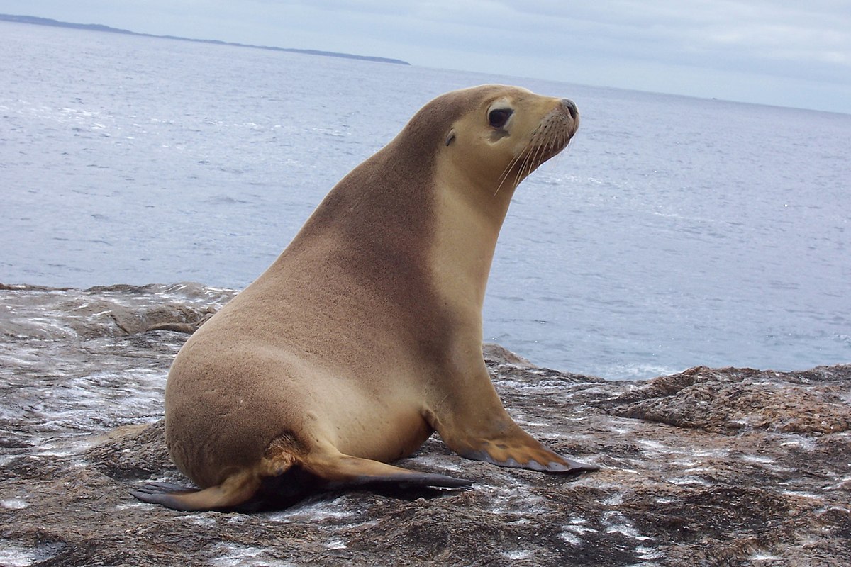 Lion de mer australien