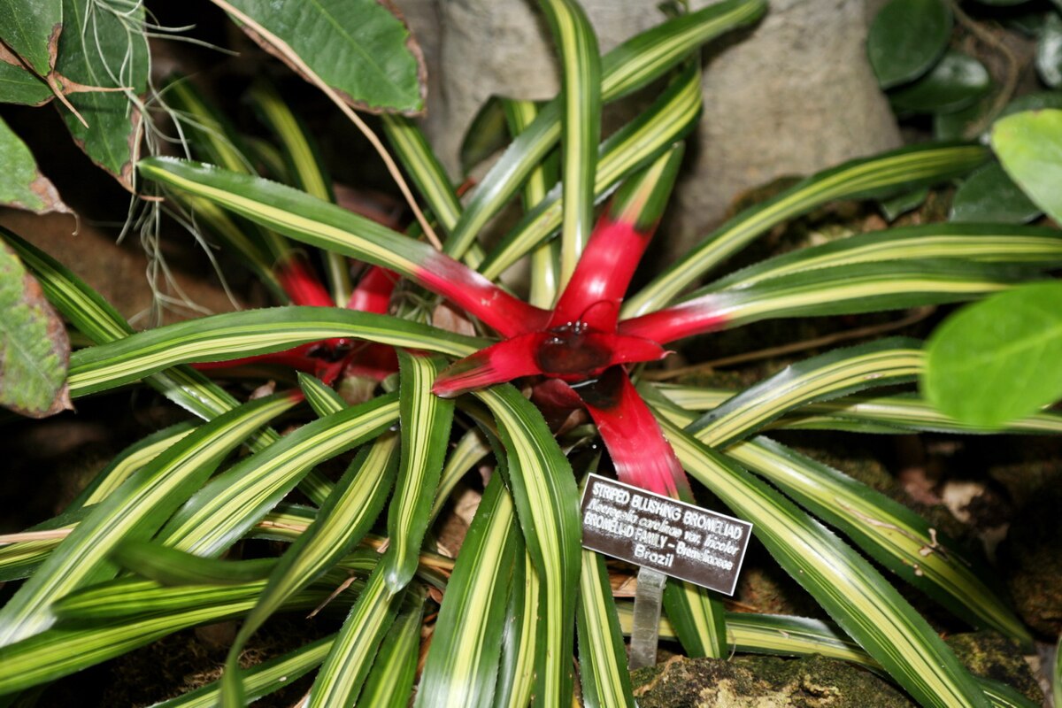 Neoregelia carolinae