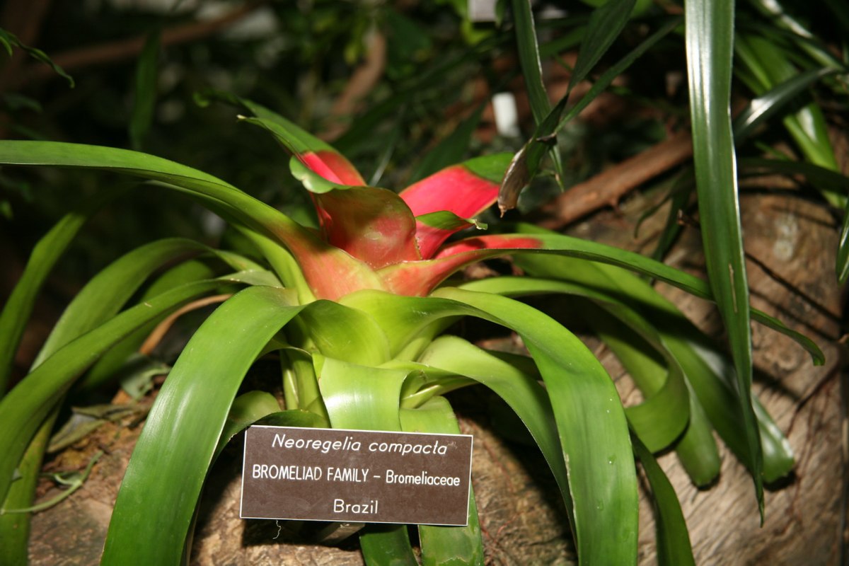 Neoregelia