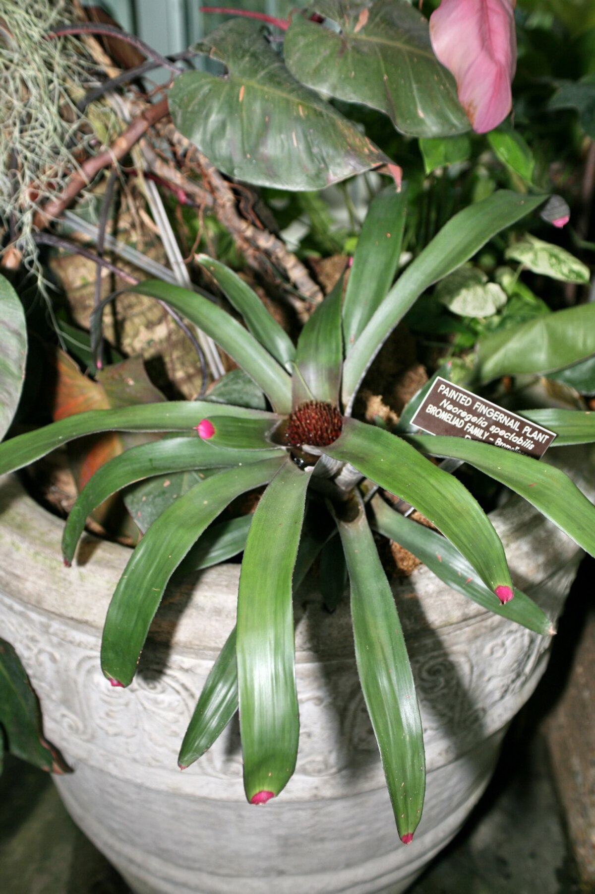 Neoregelia spectabilis
