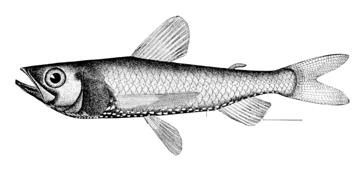 Myctophiformes