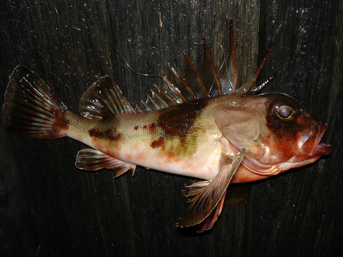 Neosebastes