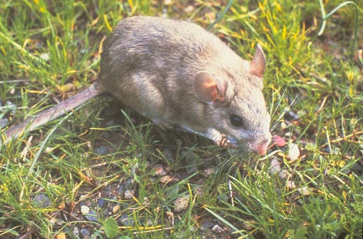 Rat à queue touffue