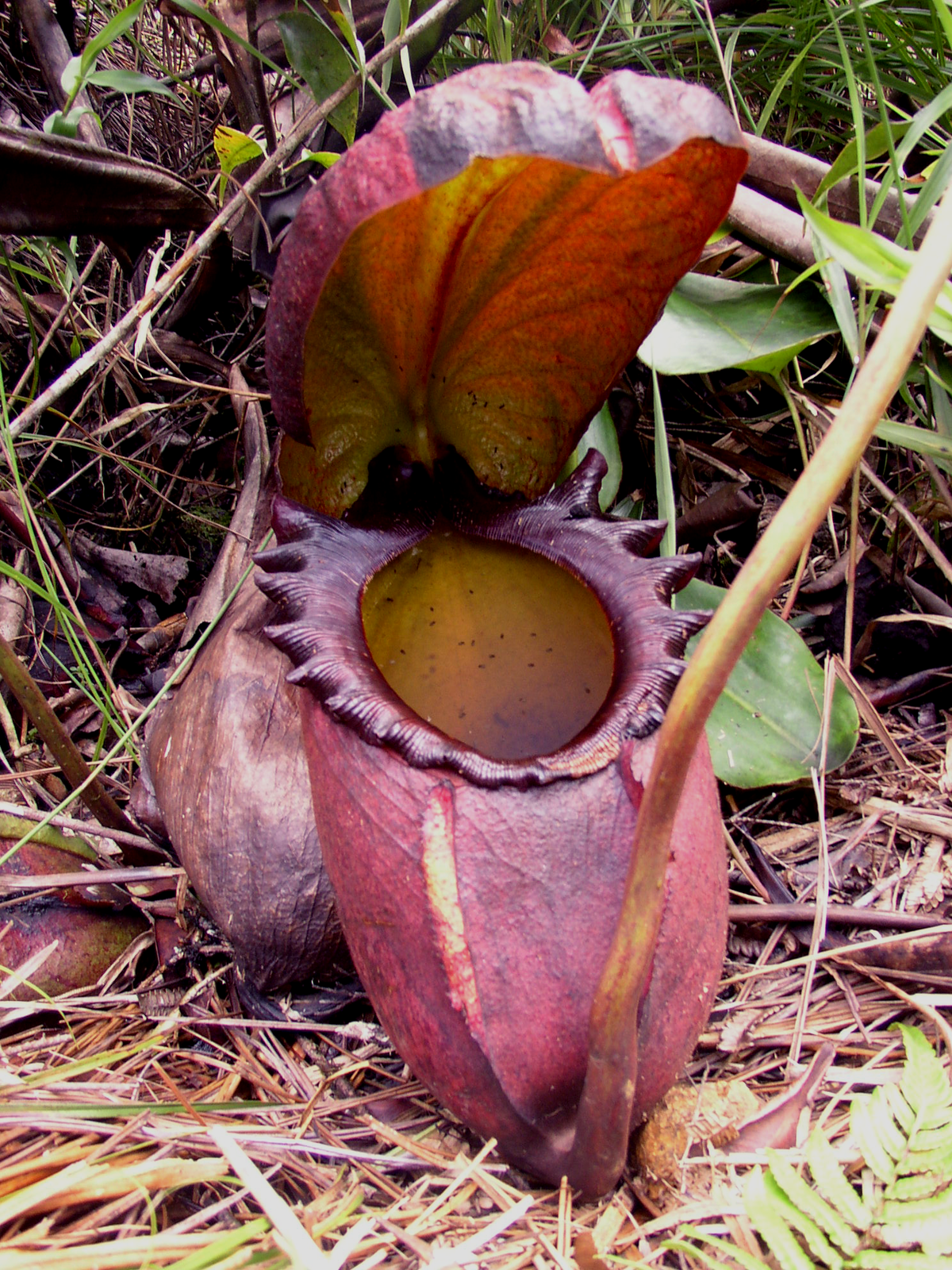 Large piège inférieur d'une Nepenthes rajah.Mont Kinabalu, Bornéo.