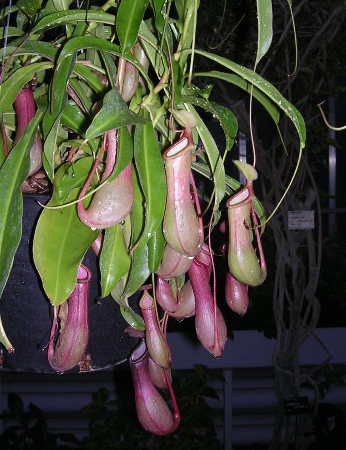 Nepenthaceae