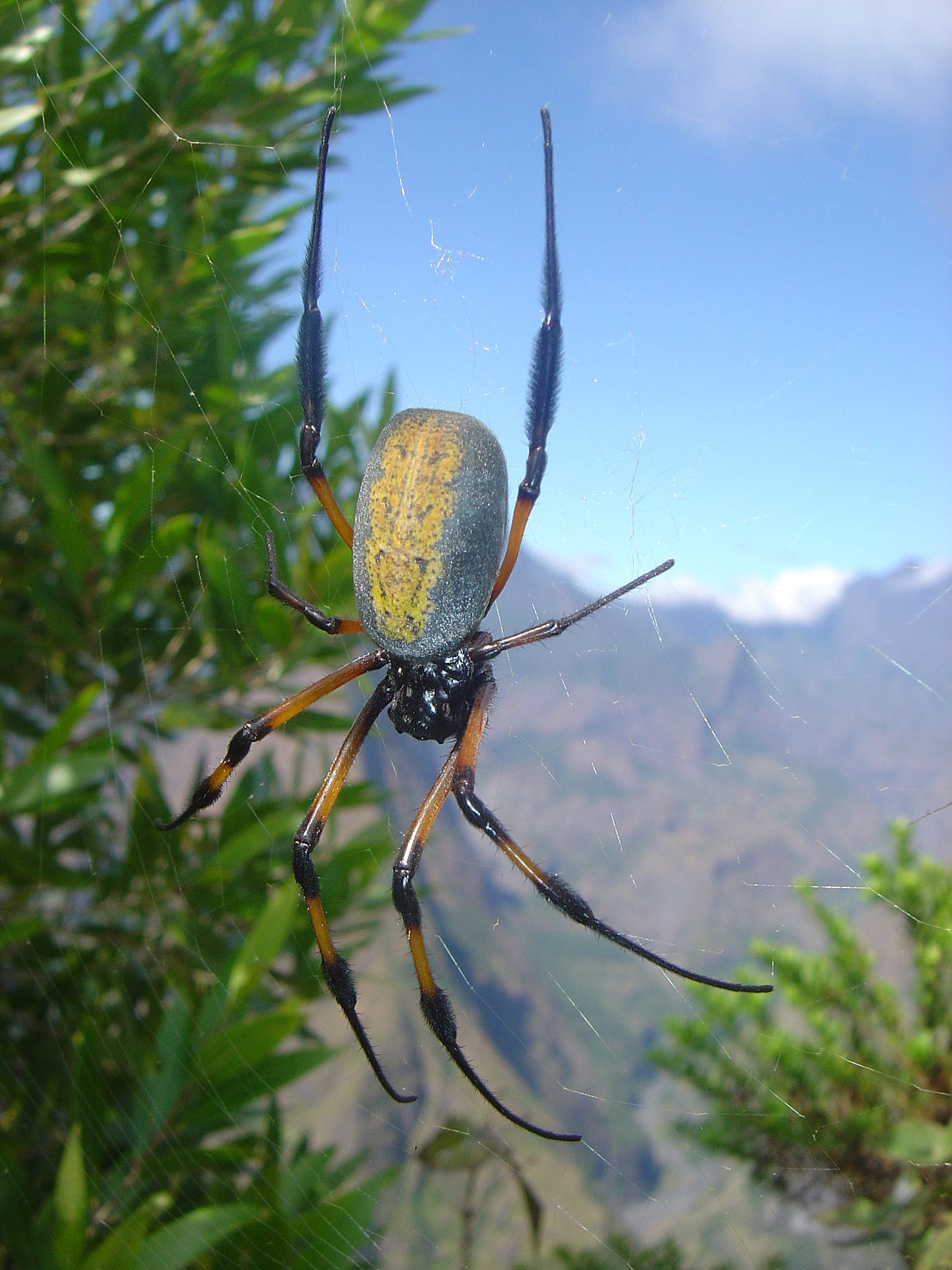 Chelicerata (classification phylogénétique)