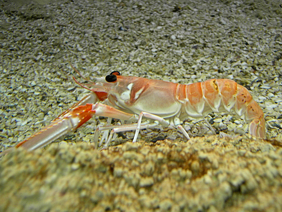 Langoustine commune