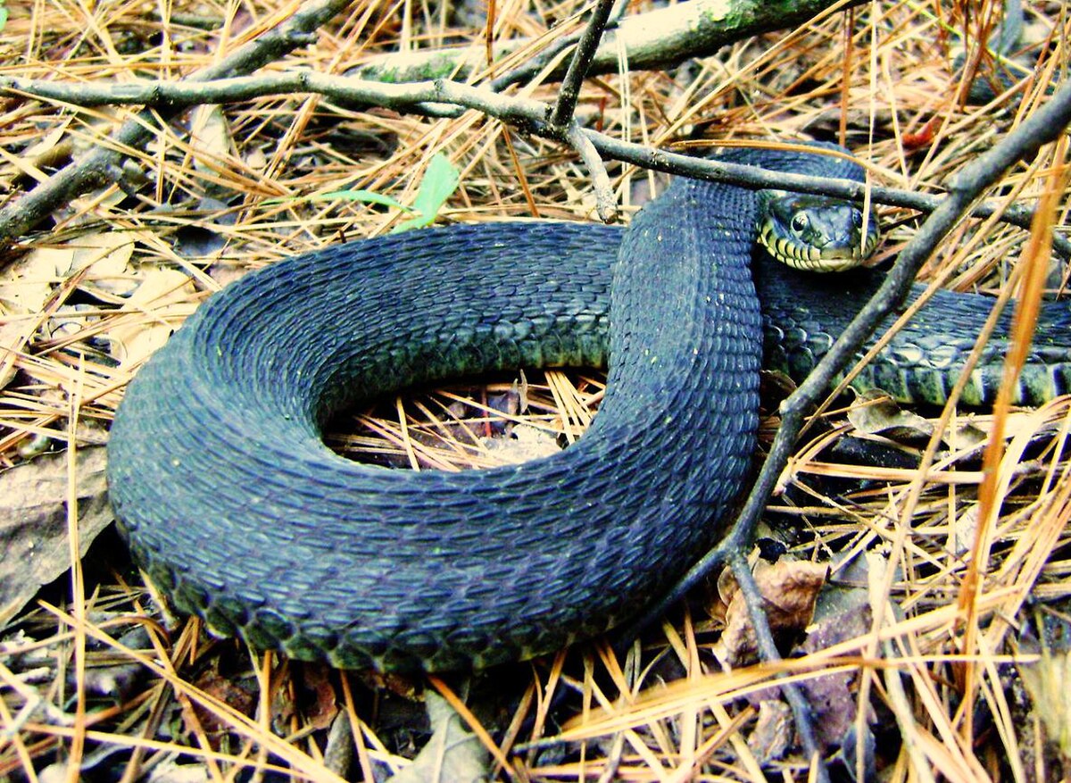 Nerodia erythrogaster flavigaster.jpg